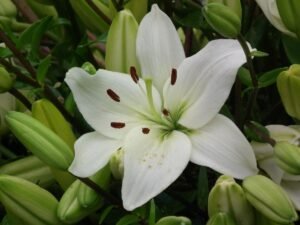 Lilii
