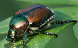 scarabeu